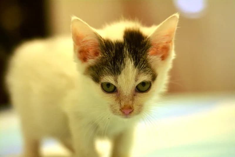 Nela, female young Mixed Breed for adoption at Dumovec, Zagreb