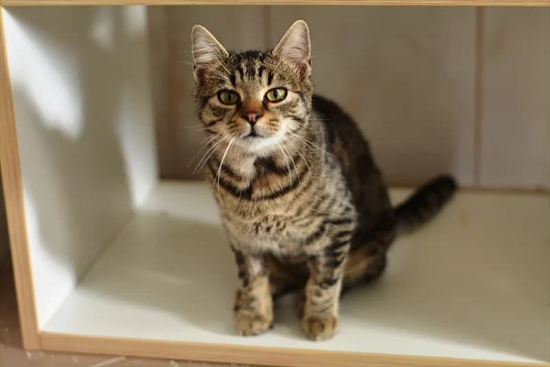 Tigrić, Mixed Breed (Dumovec)
