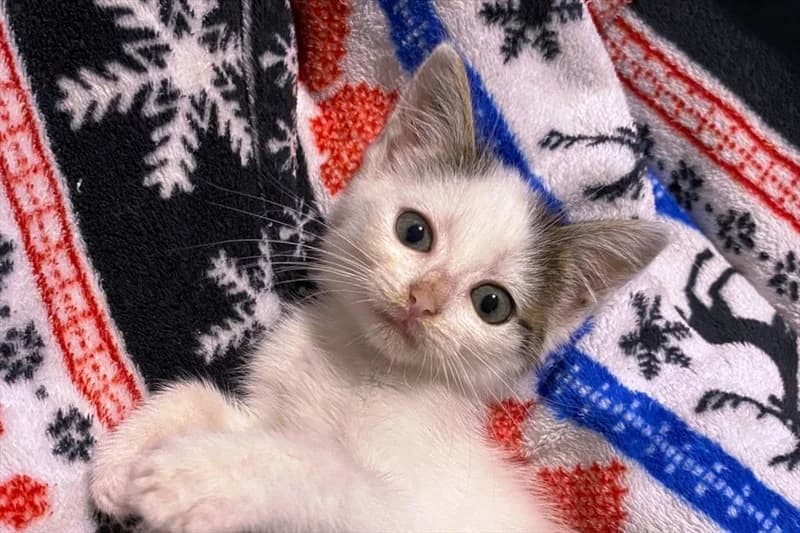 Bonka, Mixed Breed (Dumovec)