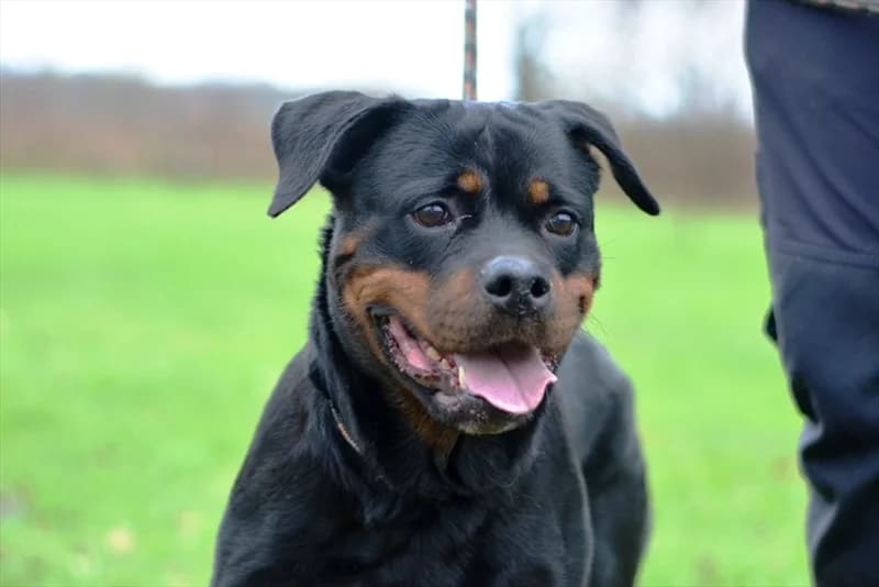 Rina, female senior Rottweiler for adoption at Dumovec, Zagreb