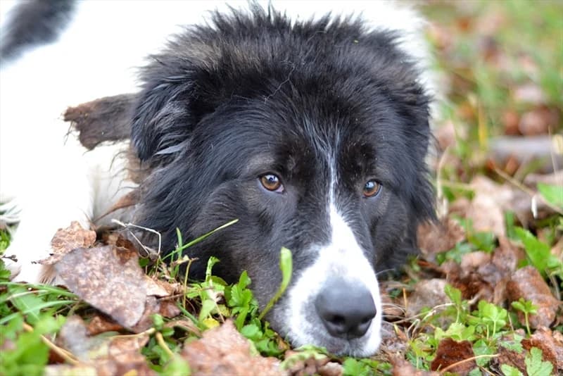 Rocky,  (Dumovec)