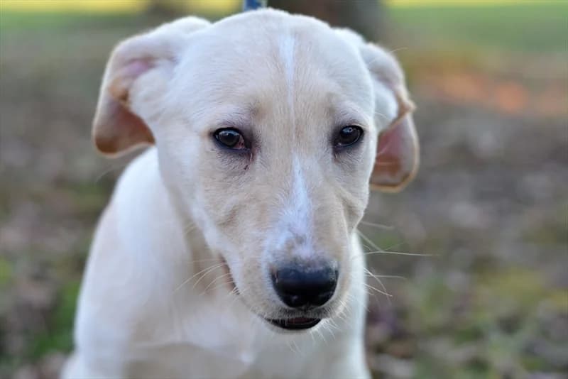 Alex, male young Labrador Retriever for adoption at Dumovec, Zagreb