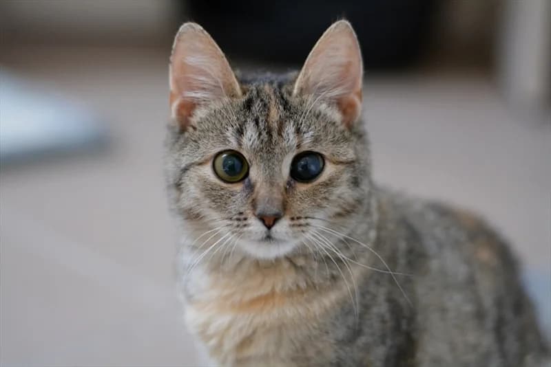 Natali, Mixed Breed (Dumovec)
