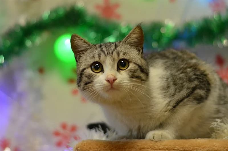Malu, Mixed Breed (Dumovec)