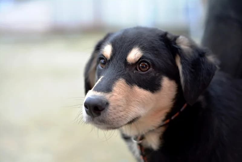 Alvaro, male young Labrador Retriever for adoption at Dumovec, Zagreb