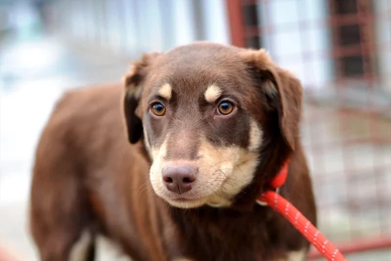 Rodri, Labrador Retriever (Dumovec)