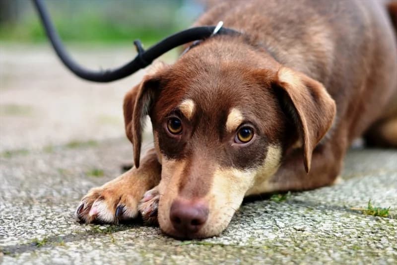 Dani, Labrador Retriever (Dumovec)