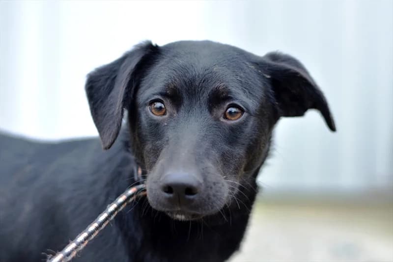 Fabia, Labrador Retriever (Dumovec)