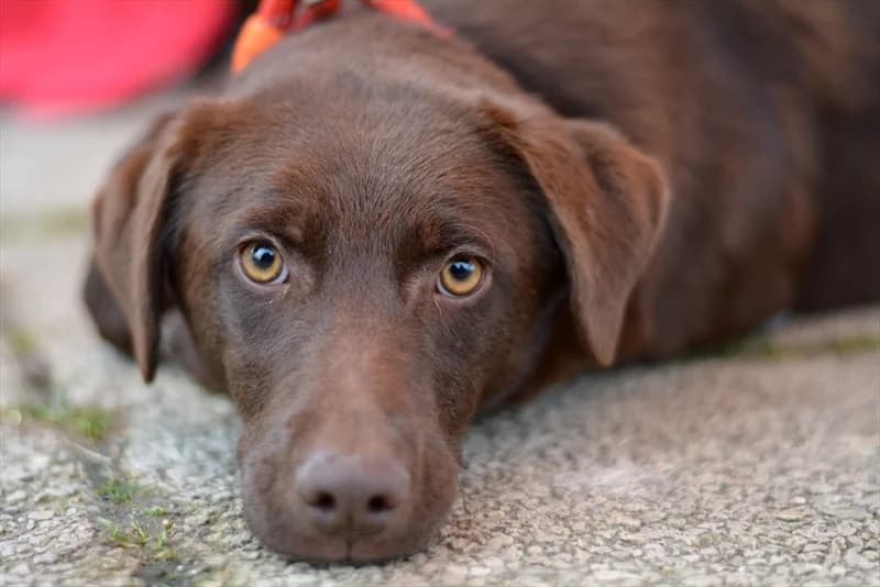 Yama, Labrador Retriever (Dumovec)