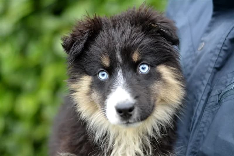 Buša, female young Husky for adoption at Dumovec, Zagreb