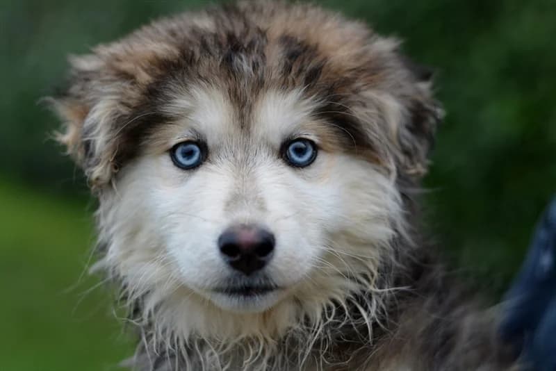 Alaska, female young Husky for adoption at Dumovec, Zagreb