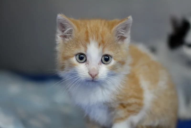 Tedi, Mixed Breed (Dumovec)