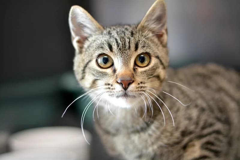 Lotus, Mixed Breed (Dumovec)