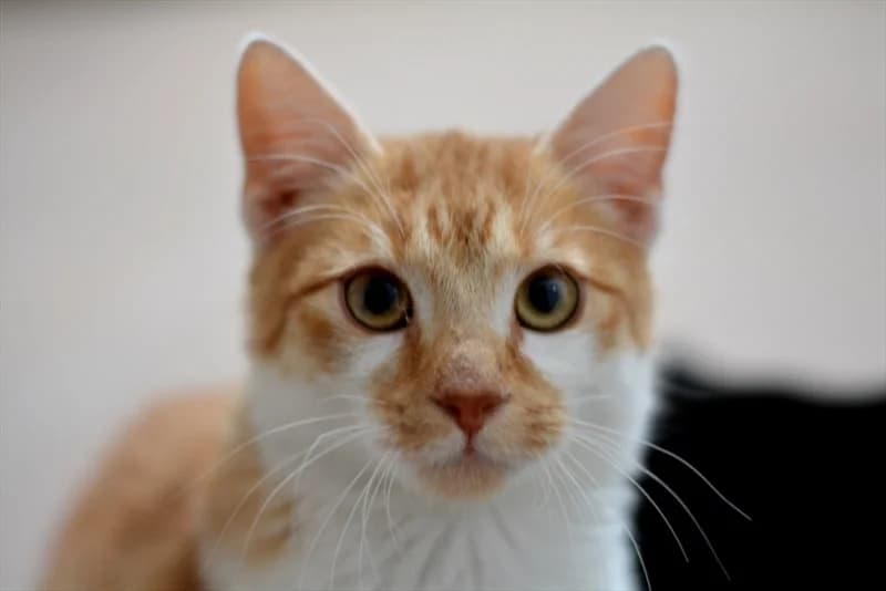 Sherman, Mixed Breed (Dumovec)