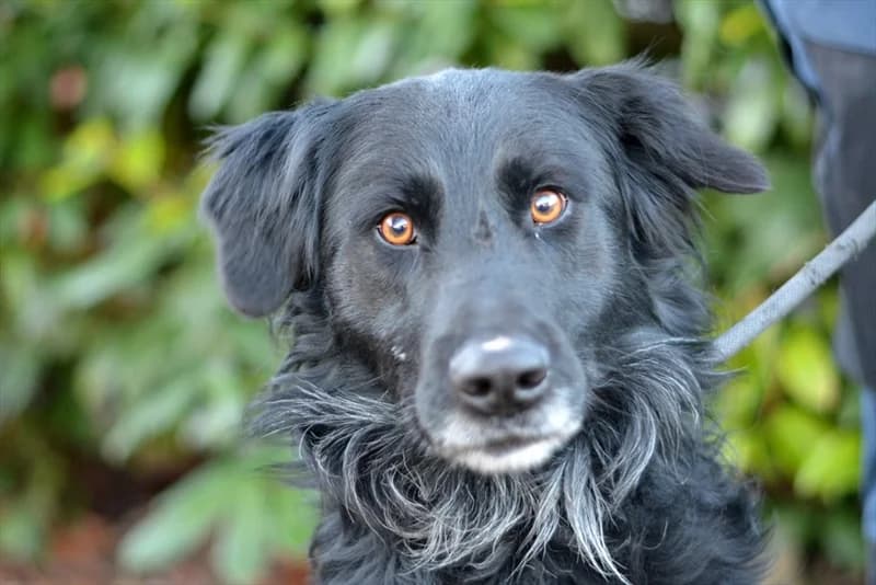 Alf, male senior mixed breed for adoption at Dumovec, Zagreb