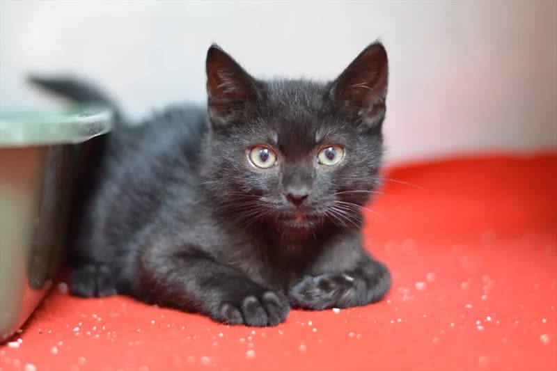 Crni, Mixed Breed (Dumovec)