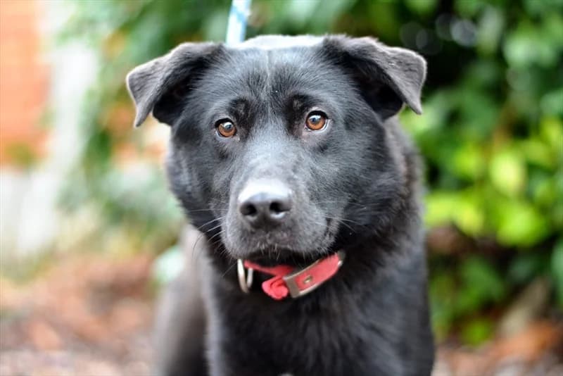 Ari, male 4yo Labrador Retriever for adoption at Dumovec, Zagreb