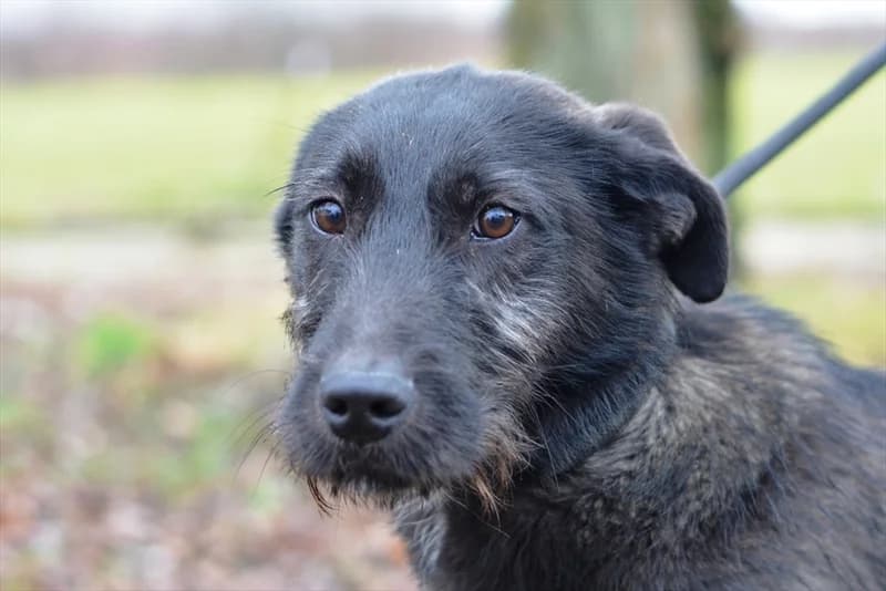 Alex, male young mixed breed for adoption at Dumovec, Zagreb