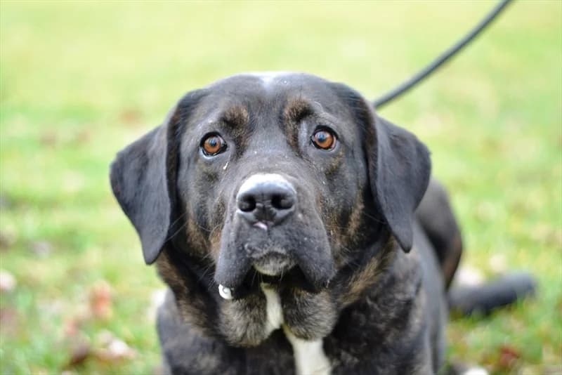 Pasta, Cane Corso (Dumovec)