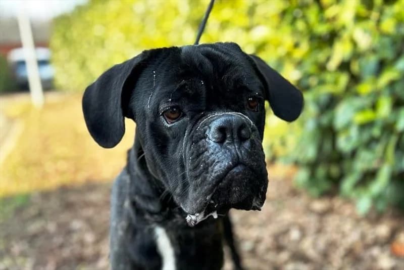 Ares, male 3yo Cane Corso for adoption at Dumovec, Zagreb