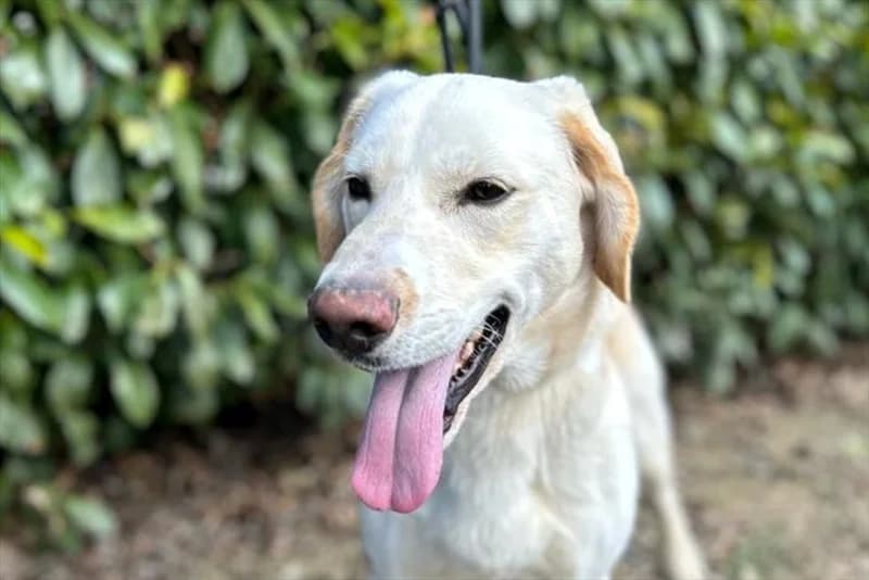 Bud, Labrador Retriever (Dumovec)
