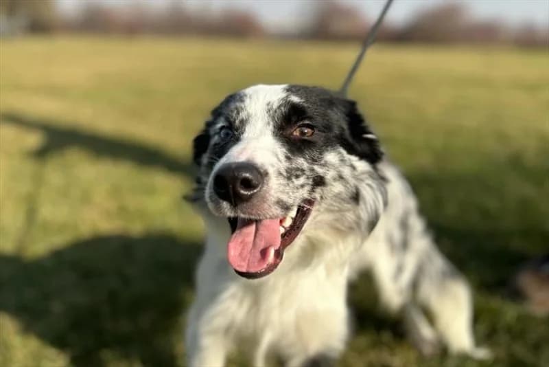 Donny, male young Border Collie for adoption at Dumovec, Zagreb