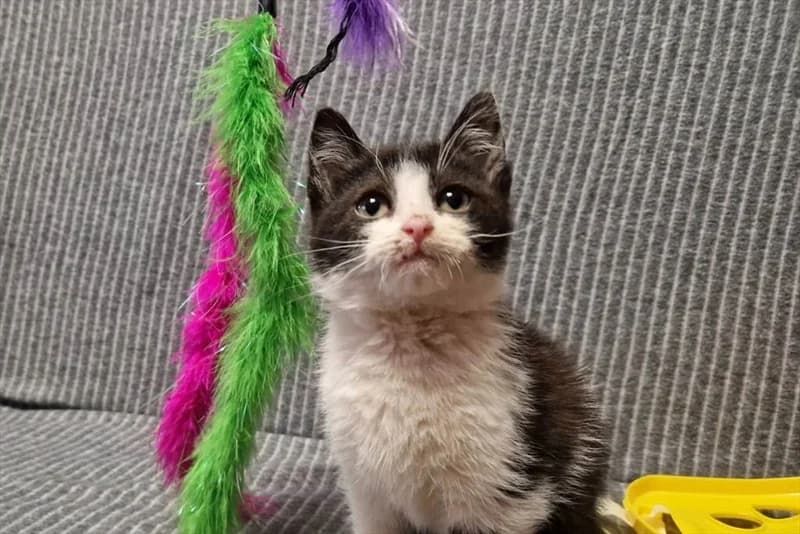 Gremi, Mixed Breed (Dumovec)