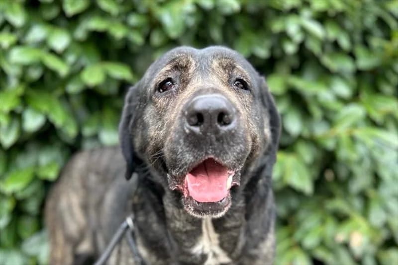 Kora, Cane Corso (Dumovec)