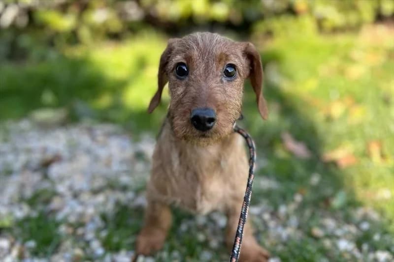 Conchita,  (Dumovec)
