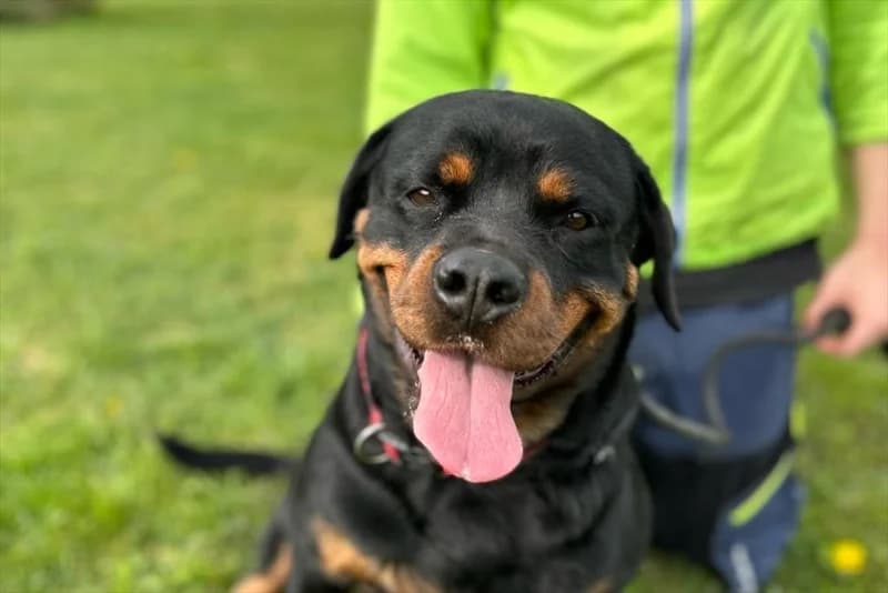 Zira, female 4yo Rottweiler for adoption at Dumovec, Zagreb