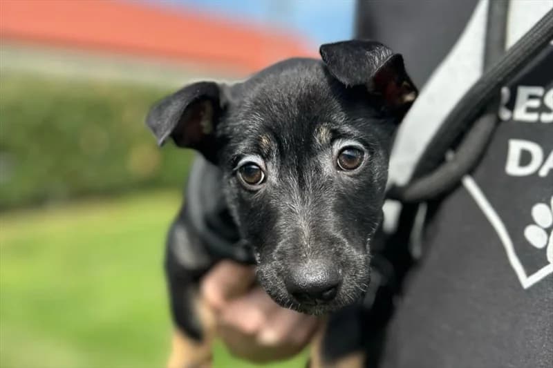 Pelo, female young Shar Pei for adoption at Dumovec, Zagreb