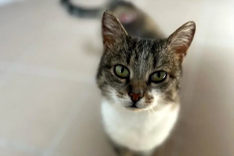 Coca, Mixed Breed (Dumovec)