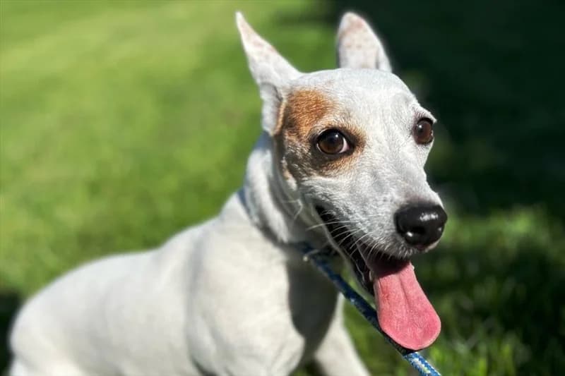 Biba, female senior Jack Russell Terrier for adoption at Dumovec, Zagreb