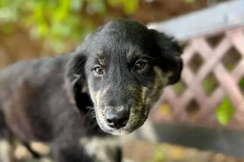 Adriano, male young mixed breed for adoption at Dumovec, Zagreb