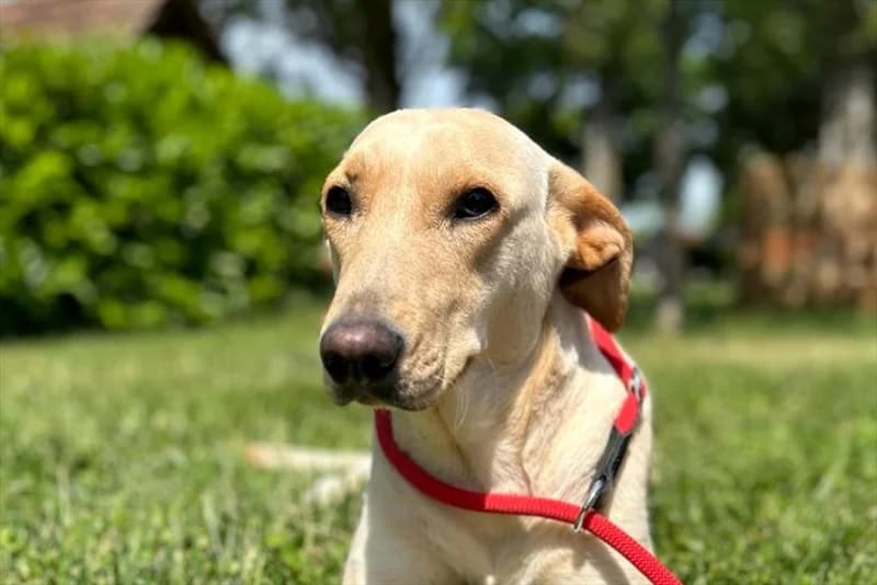 Tara, Labrador Retriever (Dumovec)