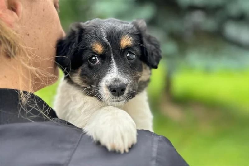 Meeka,  (Dumovec)