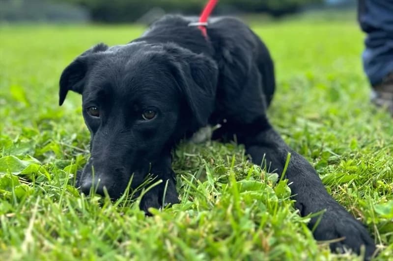 Draga, Labrador Retriever (Dumovec)
