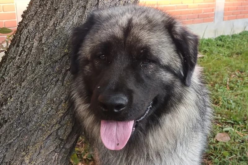 Aga, male 4yo mixed breed for adoption at Dumovec, Zagreb