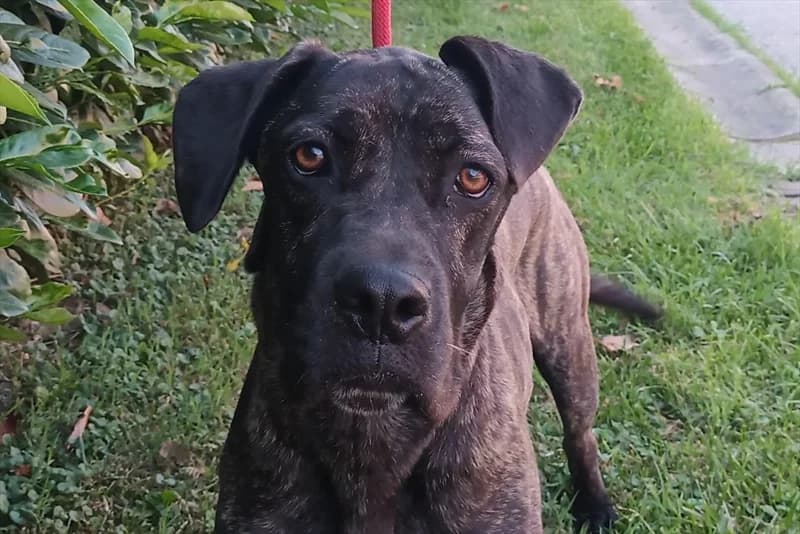 Catherine, female 3yo Cane Corso for adoption at Dumovec, Zagreb