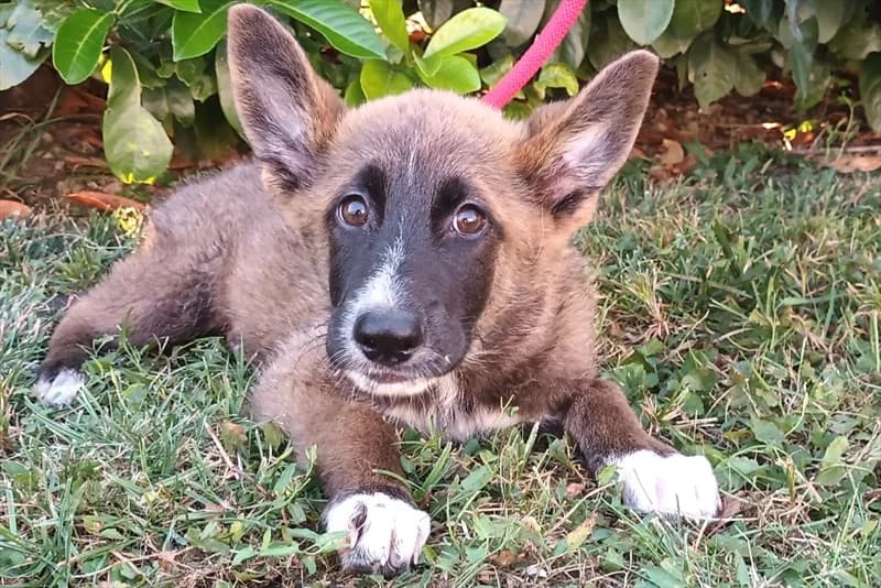 Aljaž, male young mixed breed for adoption at Dumovec, Zagreb