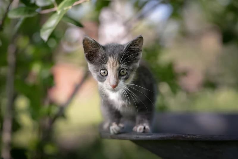 Lucija, Mixed Breed (Dumovec)