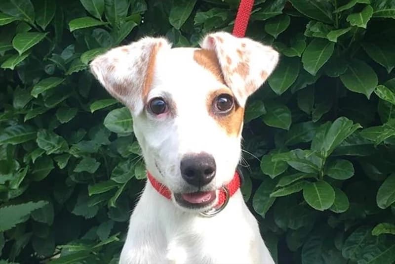 Abra, female young Jack Russell Terrier for adoption at Dumovec, Zagreb