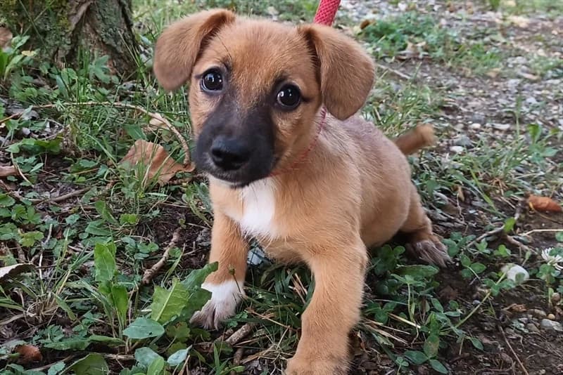 Amanda, female young mixed breed for adoption at Dumovec, Zagreb