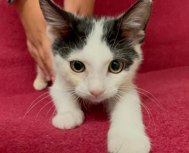 Cikla, Mixed Breed (Dumovec)
