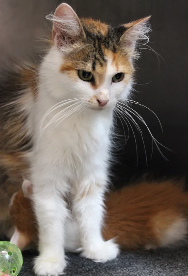 Pepper, Mixed Breed (Dumovec)