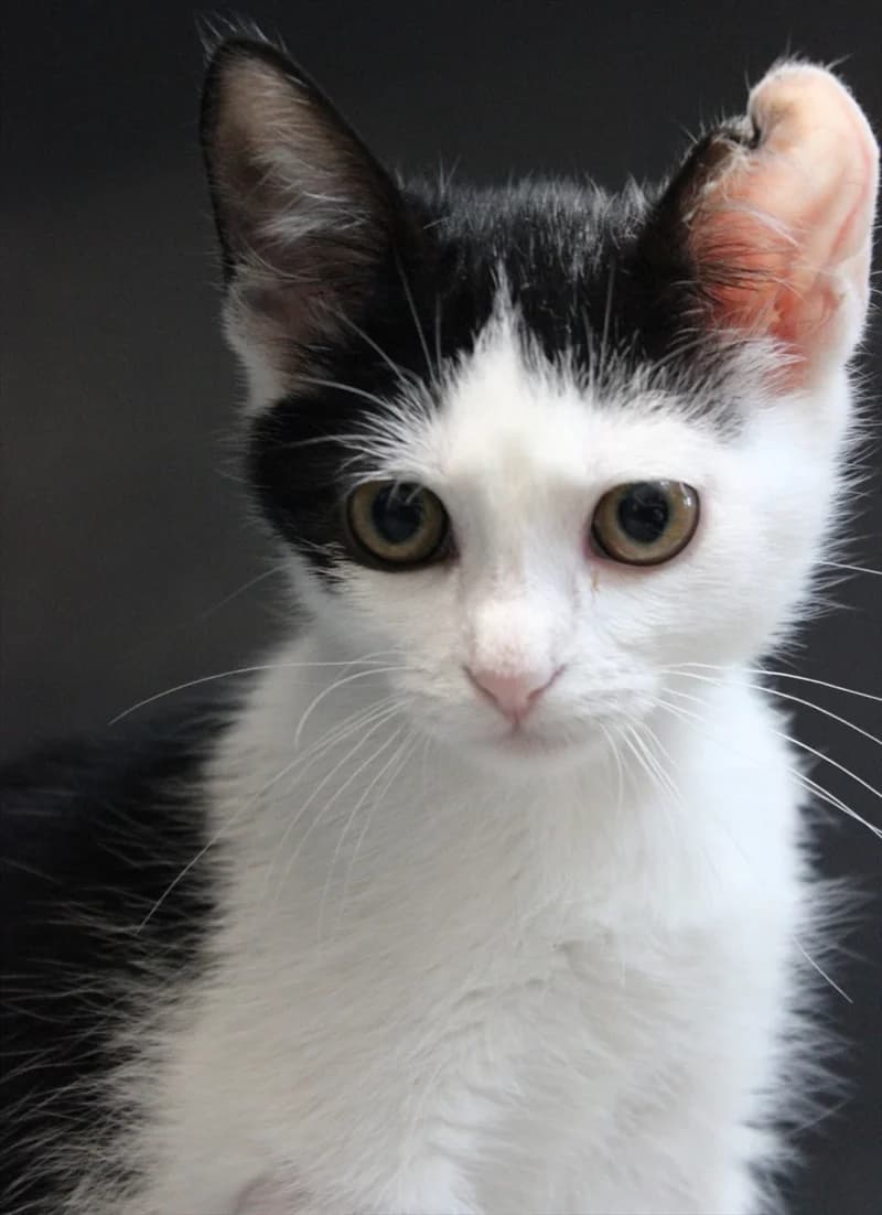 Pikica, Mixed Breed (Dumovec)