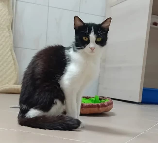 Matka, female young Mixed Breed for adoption at Dumovec, Zagreb