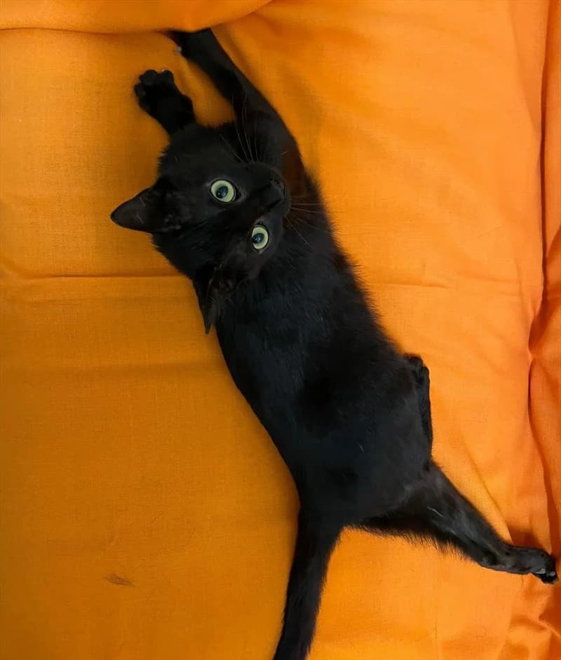 Rigsby, Mixed Breed (Dumovec)