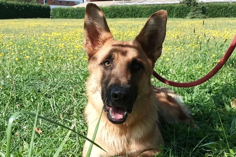 Heidi,  (Dumovec)
