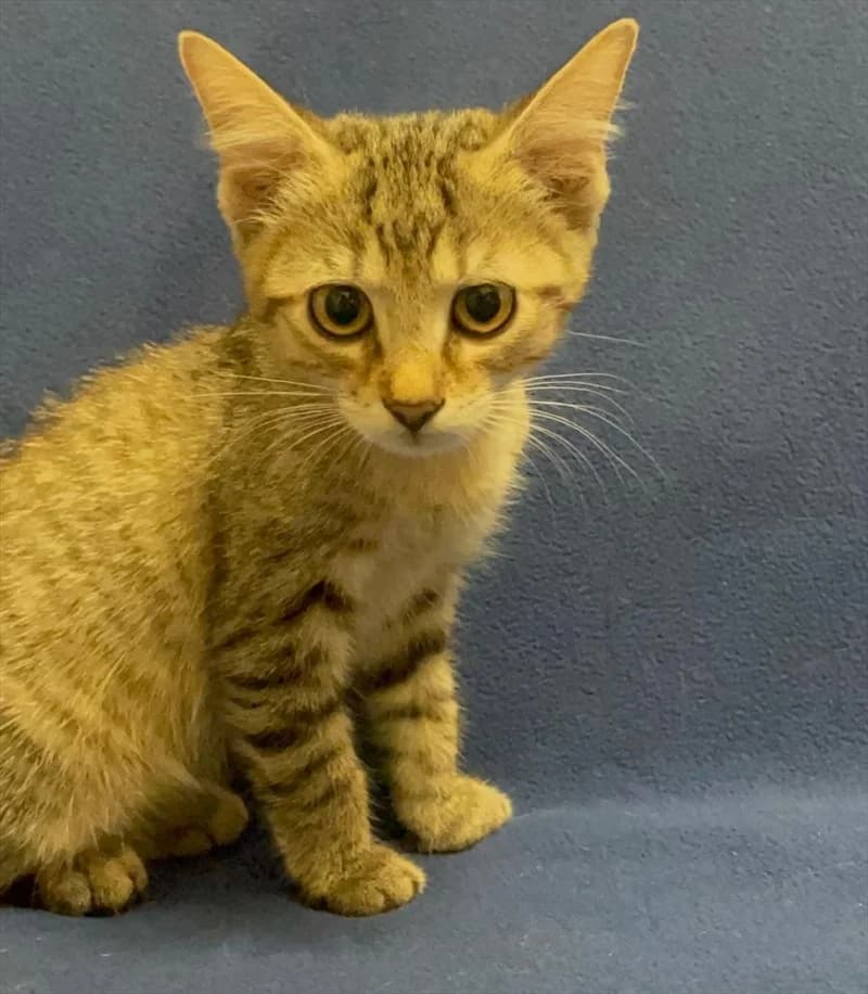 Tim, Mixed Breed (Dumovec)